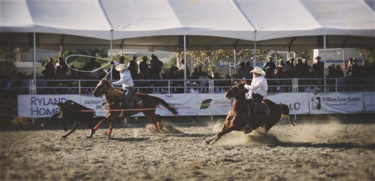 Roping cattle at Rodeo event in RMV